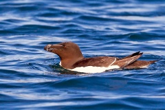 Razorbill [Alca torda islandica]