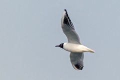 Black-headed Gull [Chroicocephalus ridibundus] 