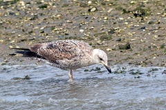 Yellow-legged Gull [Larus michahellis michahellis] 