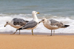 Yellow-legged Gull [Larus michahellis michahellis] 
