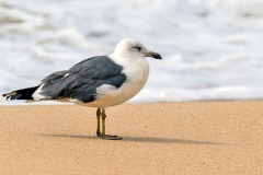 Yellow-legged Gull [Larus michahellis michahellis] 