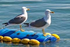 Yellow-legged Gull [Larus michahellis michahellis] 