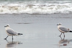 Andean Gull [Chroicocephalus serranus] 