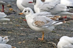 Black-headed Gull [Chroicocephalus ridibundus] 