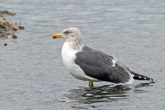 Lesser Black-backed Gull [Larus fuscus graellsii] 