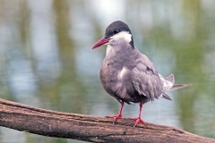 Whiskered Tern [Chlidonias hybrida delalandii] 