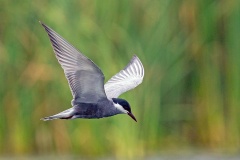 Whiskered Tern [Chlidonias hybrida delalandii] 