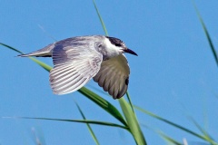 Whiskered Tern [Chlidonias hybrida delalandii] 