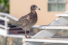 Belcher's Gull [Larus belcheri]