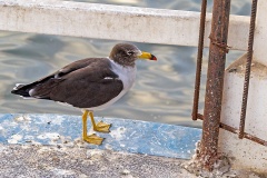 Belcher's Gull [Larus belcheri]