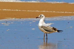 Grey-headed Gull [Chroicocephalus cirrocephalus cirrocephalus] 