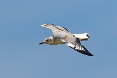 Grey-headed Gull [Chroicocephalus cirrocephalus cirrocephalus]