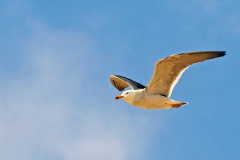 Belcher's Gull [Larus belcheri]