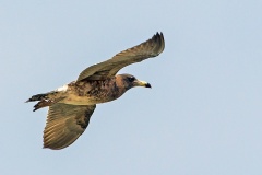 Belcher's Gull [Larus belcheri]