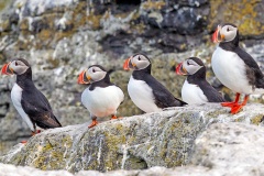 Atlantic Puffin [Fratercula arcticas]