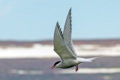 Arctic Tern [Sterna paradisaea] 