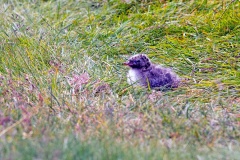Arctic Tern [Sterna paradisaea] 