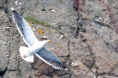 Great Black-backed Gull [Larus marinus] 