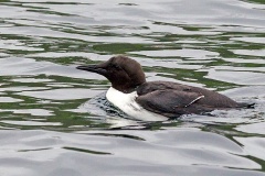 Common Murre [Uria aalge aalge]