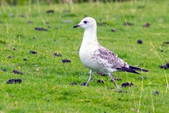Common Gull [Larus canus canus] 