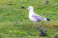 Common Gull [Larus canus canus] 