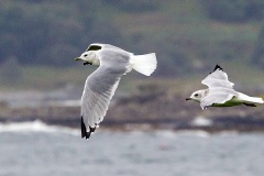 Common Gull [Larus canus canus] 