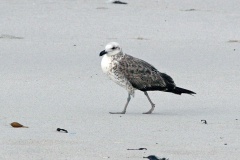 Kelp Gull [Larus dominicanus vetula] 