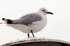 Hartlaub's Gull [Chroicocephalus hartlaubii]
