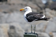 Kelp Gull [Larus dominicanus vetula] 