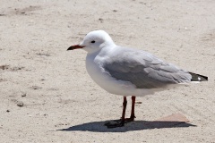 Hartlaub's Gull [Chroicocephalus hartlaubii]