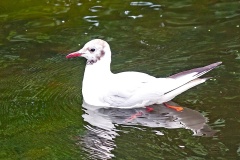 Black-headed Gull [Chroicocephalus ridibundus] 