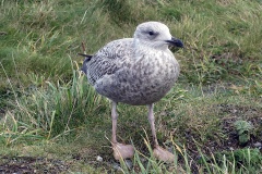 Great Black-backed Gull [Larus marinus] 