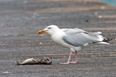 European Herring Gull [Larus argentatus argenteus]