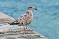 European Herring Gull [Larus argentatus argenteus]
