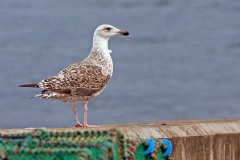 European Herring Gull [Larus argentatus argenteus]