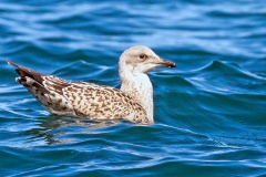 Lesser Black-backed Gull [Larus fuscus graellsii]