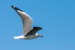 Grey-headed Gull [Chroicocephalus cirrocephalus poiocephalus]