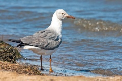 Grey-headed Gull [Chroicocephalus cirrocephalus poiocephalus]