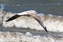 Grey-headed Gull [Chroicocephalus cirrocephalus poiocephalus]