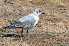 Grey-headed Gull [Chroicocephalus cirrocephalus poiocephalus]