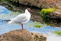 Black-headed Gull [Chroicocephalus ridibundus]