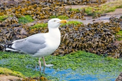 European Herring Gull [Larus argentatus argenteus]