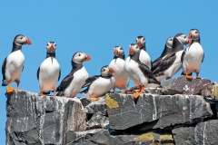 Atlantic Puffin [Fratercula arctica]