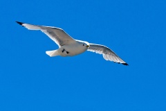 Black-legged Kittiwake [Rissa tridactyla tridactyla]