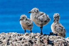 European Herring Gull [Larus argentatus argenteus]