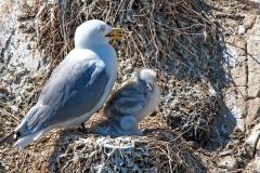 Black-legged Kittiwake [Rissa tridactyla tridactyla]
