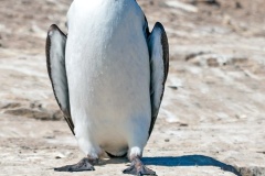 Common Murre [Uria aalge albionis]