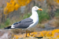 Lesser Black-backed Gull [Larus fuscus graellsii]
