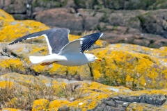 Lesser Black-backed Gull [Larus fuscus graellsii]