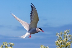 Arctic Tern [Sterna paradisaea]